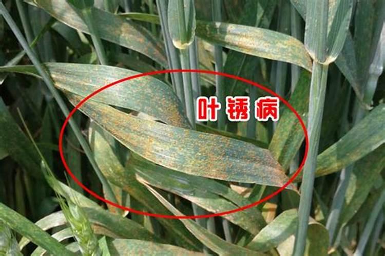 过期酸奶可以浇菜吗