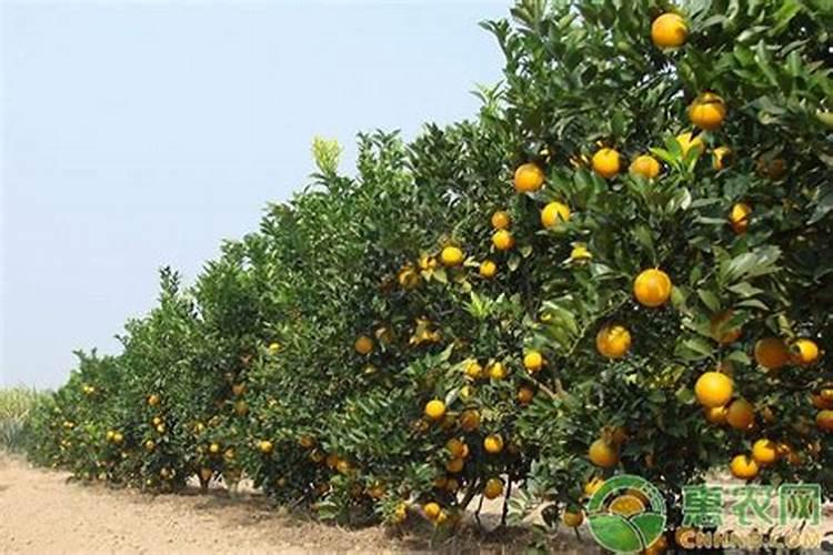 红江橙的田间管理