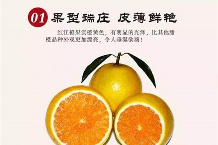 柑桔种植方法