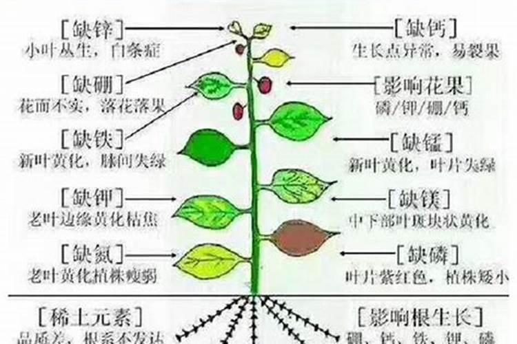 植物必须的大量元素,及作用