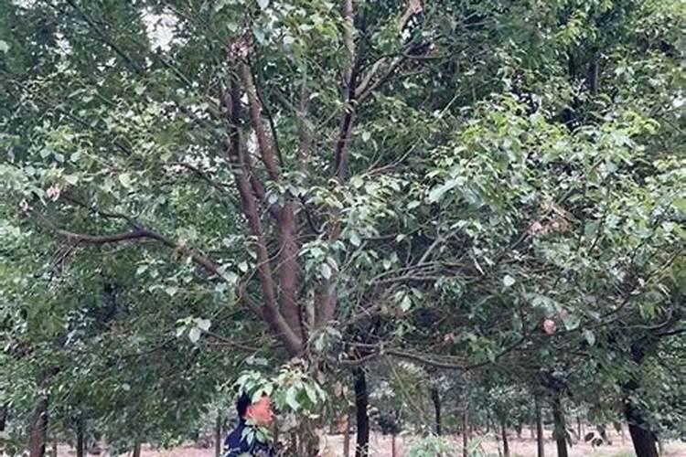 香樟树如何施肥