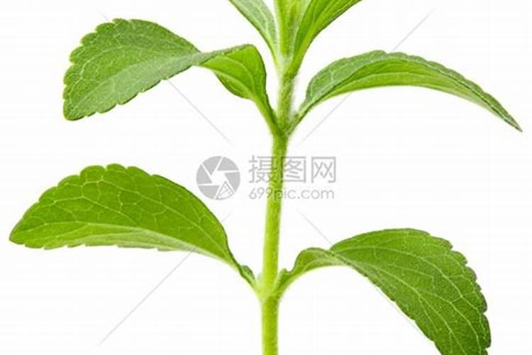 食用葡萄糖粉能做叶面肥吗,和医用葡萄糖粉有什么区别