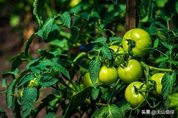 西红柿施肥的正确方法