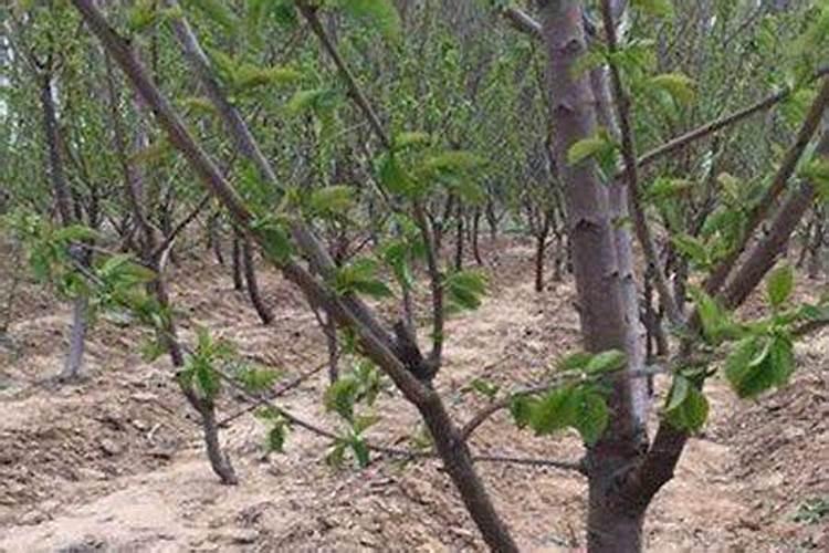 杨梅用什么叶面肥能增硬？ 防治柑橘树蚧壳虫的高效杀虫剂 31%噻嗪...