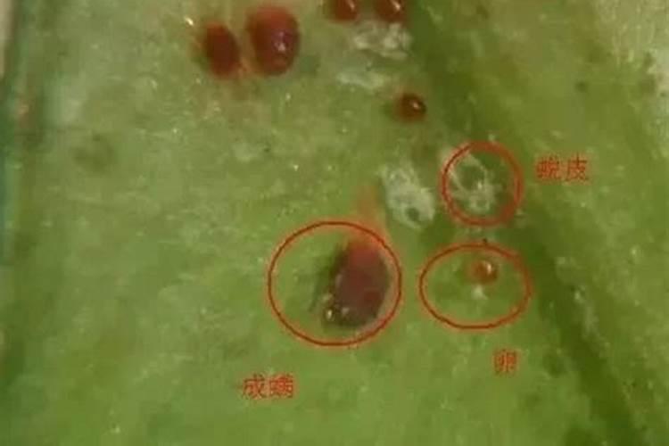 哪些肥料含氮肥多