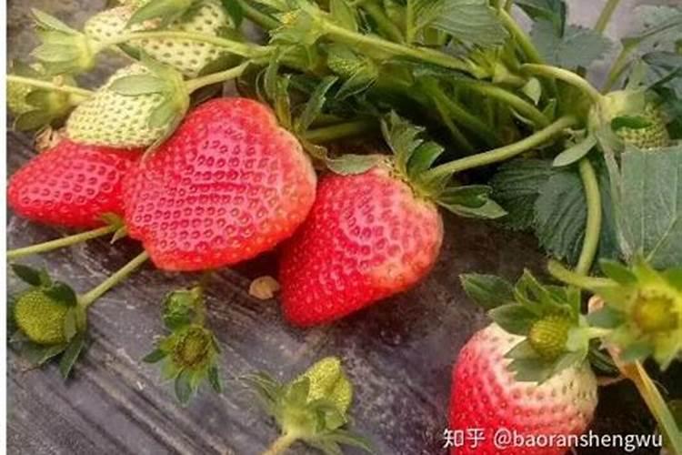 草莓用什么肥料膨大？草莓挂果施什么肥料好？草莓喷施调色师叶面肥百度...