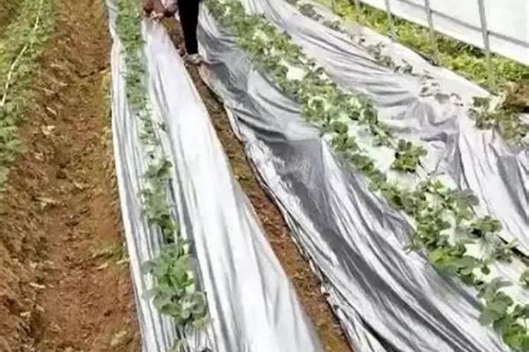 草莓的施肥技术是什么？