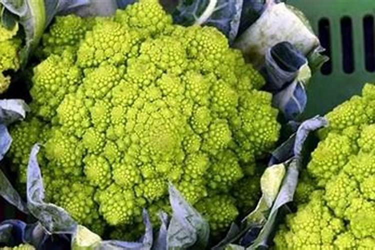 面对西兰花出现黄化米粒的情况该怎么做