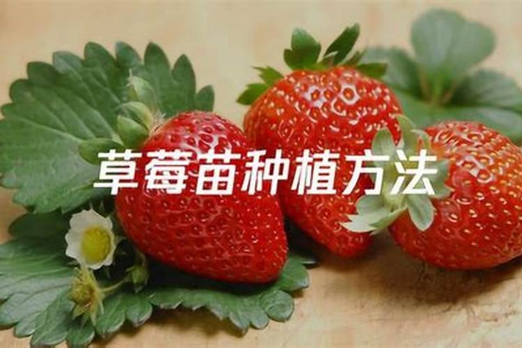 辣椒喷什么叶面肥结果多 多久喷一次