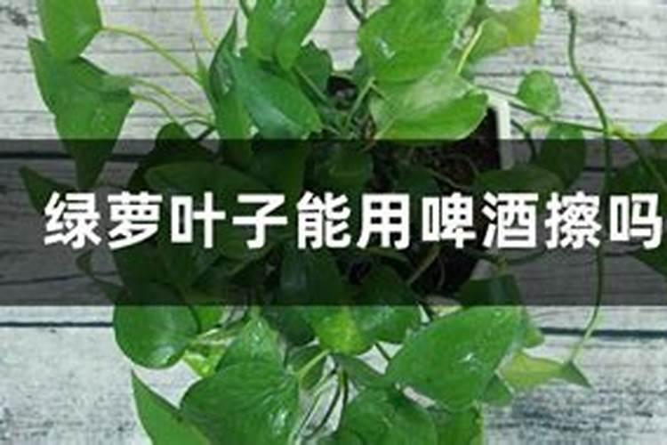 我养的花掉了叶子,叶子可以当肥料使？