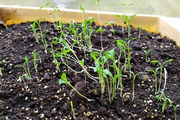 香菜究竟需不需要追肥呢？用什么肥料比较合适？