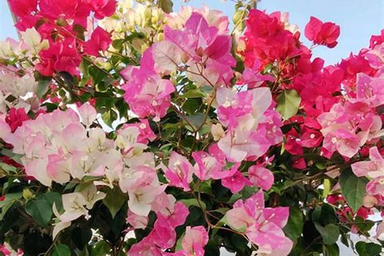 三角梅冬季浇水方法