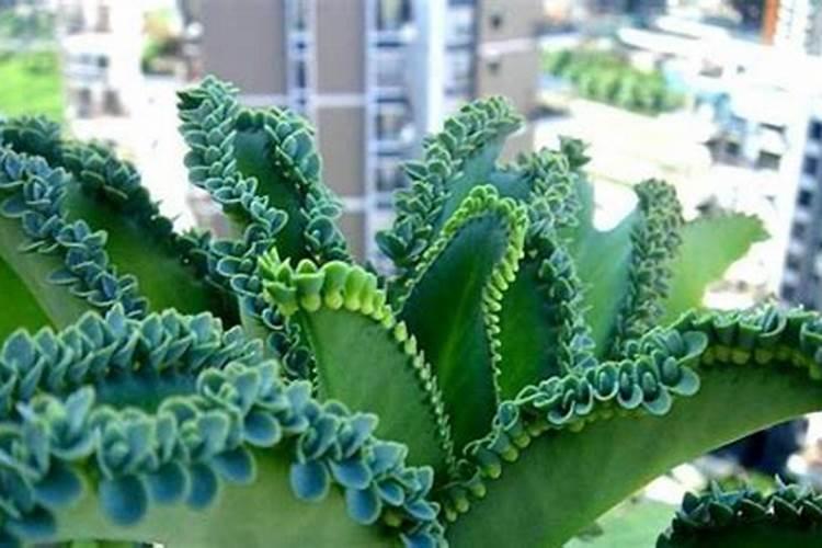 十大养不死的花
