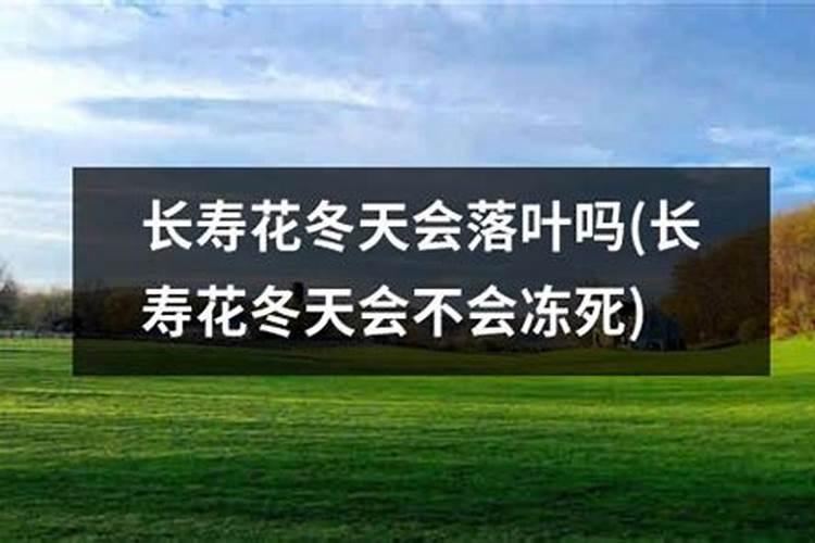 绿叶落地生根可以吃吗