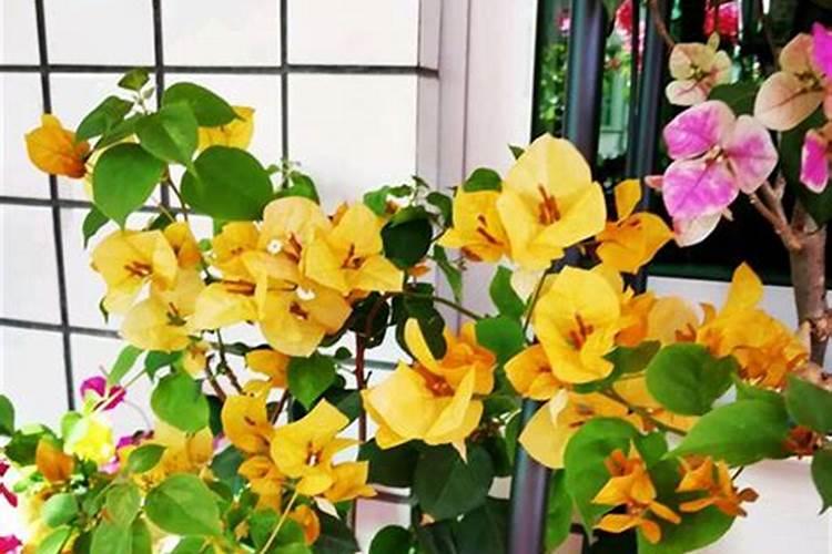 三角梅花期后如何施肥花开不断