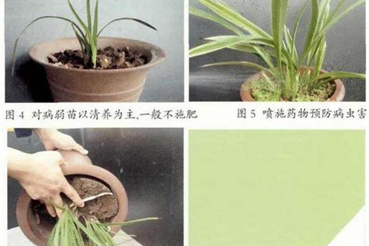 秋天兰花施什么肥料最佳