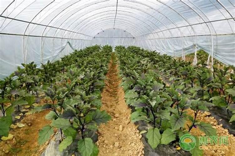 磷肥一亩地施多少