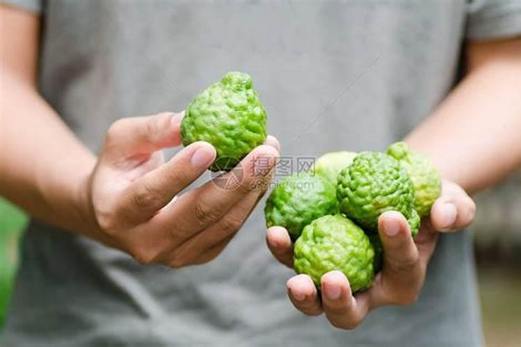 佛手柑种植方法和时间 佛手柑种植方法和时间是什么