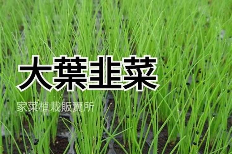 韭菜底肥施什么肥料