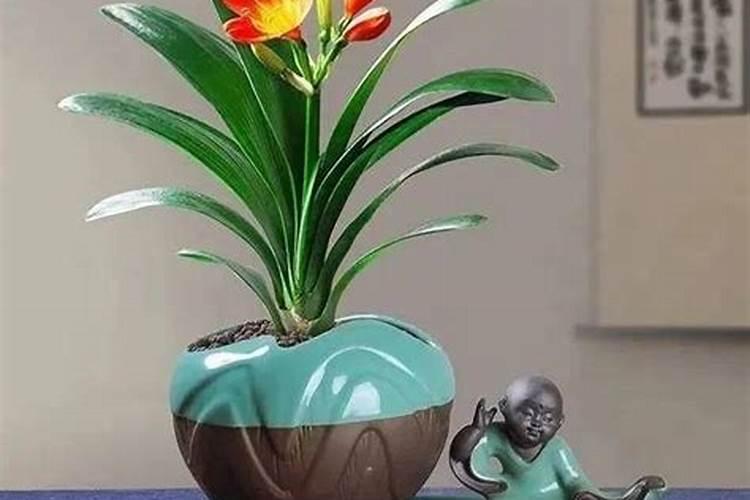 矿源黄腐酸钾能用在茶树上吗？