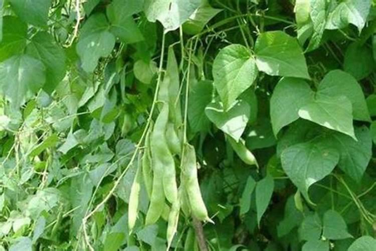 芸豆第一次浇水使用什么样的肥好