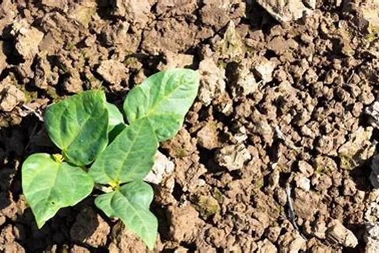 芸豆什么时候施肥