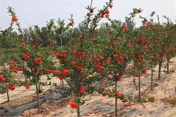 什么肥可促开花