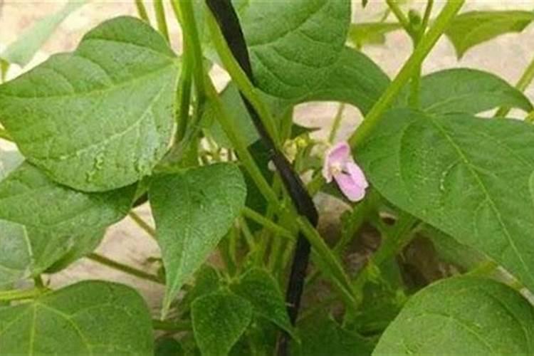 芸豆第一次浇水使用什么样的肥好