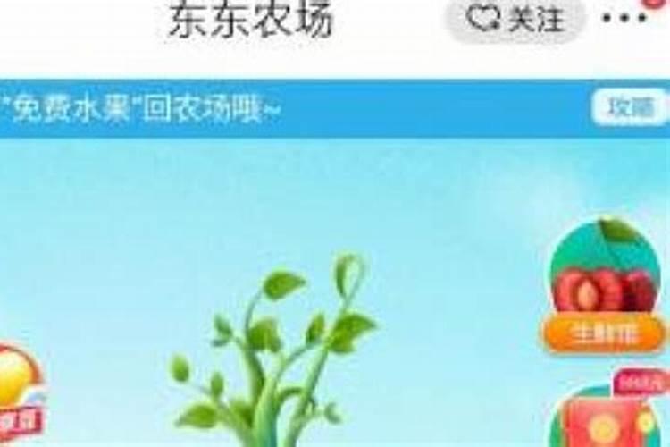 刚栽的水果树怎样管理