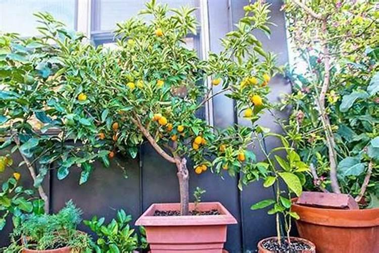 怎么种水果 如何种水果