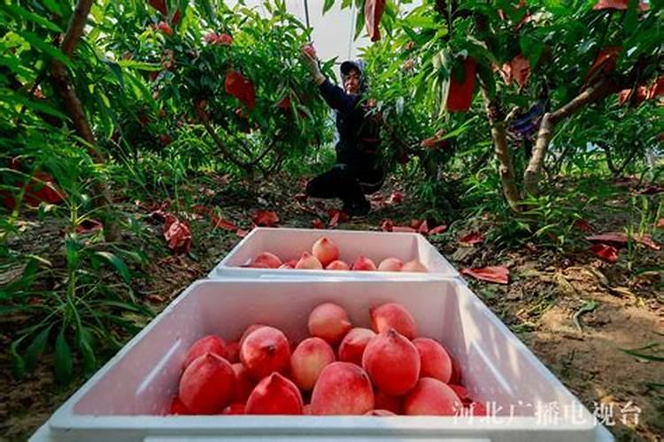 李子有点小用什么化肥好