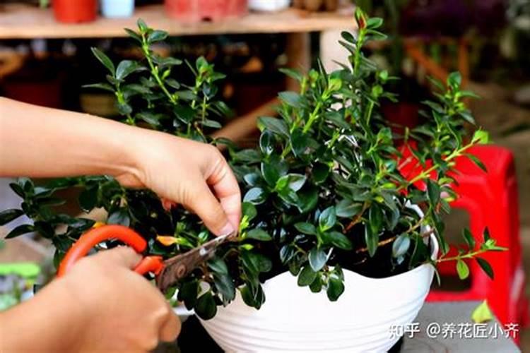 牡丹吊兰施什么肥好