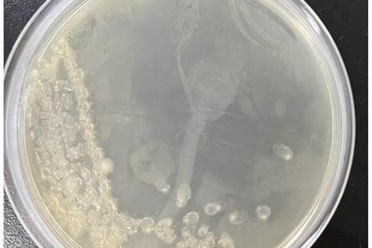 水产上亚抱杆菌能否和腐植酸钠同时混合使用？