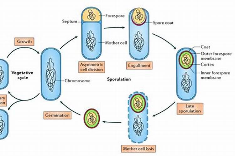 em菌与腐植酸钠、枯草芽孢杆菌三种可以一起使用吗