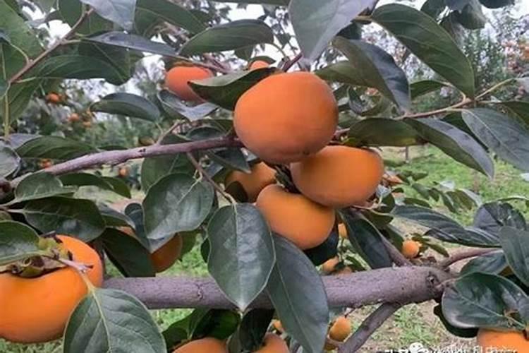 柿子树施什么样的肥？怎样施肥？