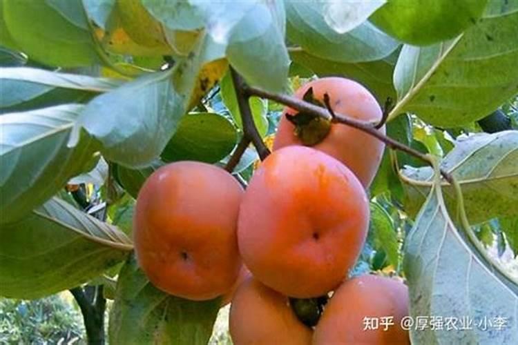 我家的柿子树叶边缘干枯卷曲。请问谁知道这是得了什么病。