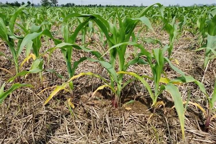 玉米施追肥用硫酸锌铵好吗？