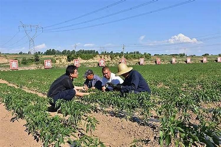 复合肥养花怎么使用正确
