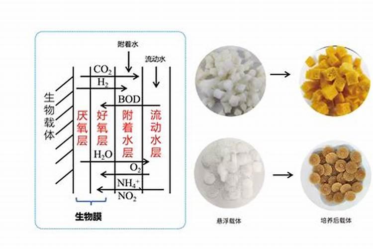 磷肥在水产养殖中的作用