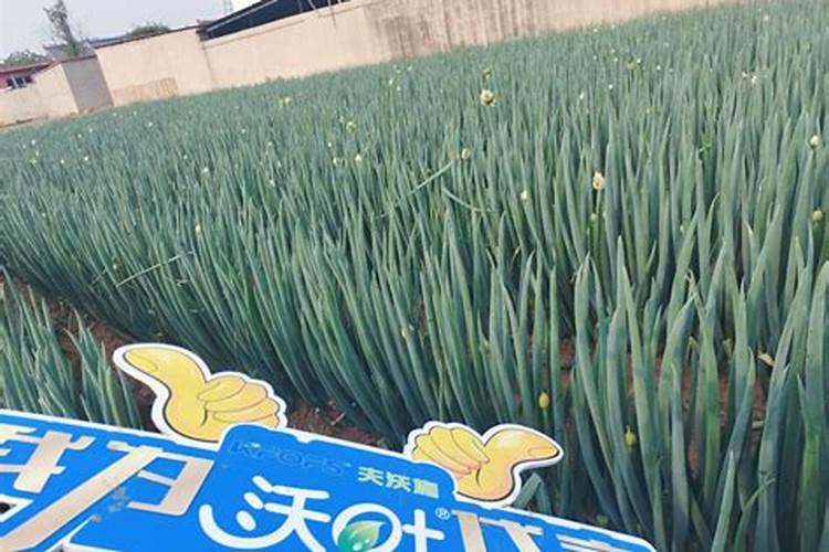 阳光房的效果图应该先画什么