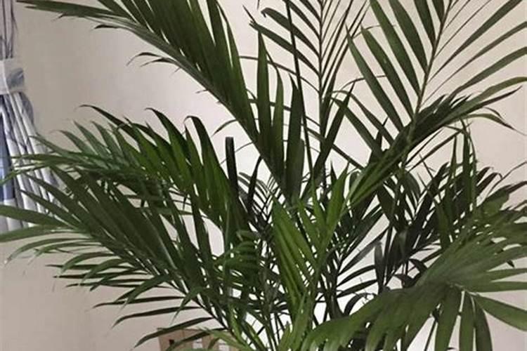 富贵椰子施什么肥好