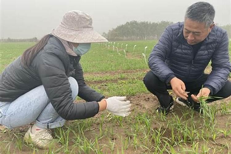 冬小麦什么时候追肥最好