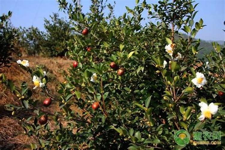 请问一亩地油茶树放多少肥料