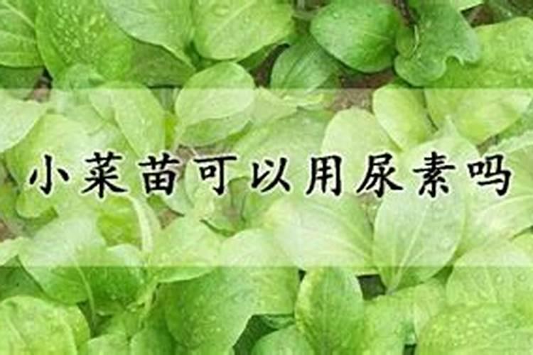 种菜想要施肥该选用什么样的肥料才好