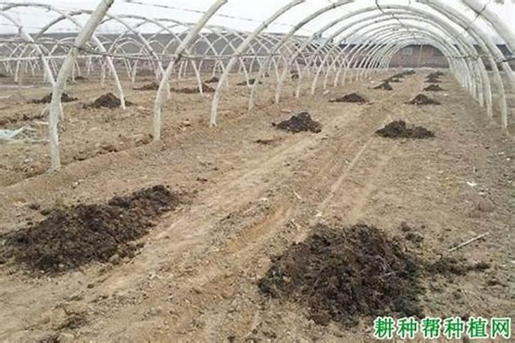 鸡粪属于氮肥还是磷肥