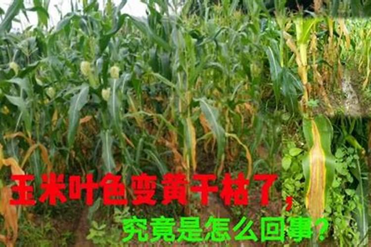 种子出苗后怎样管理好