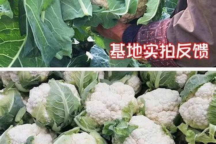 花菜喜欢什么样的肥料