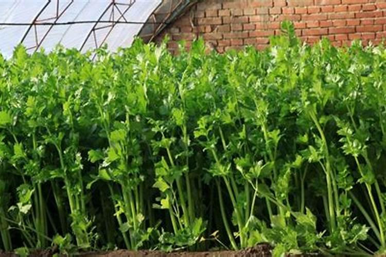 请问老师这是芹菜什么病？