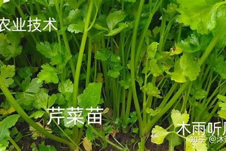 各位专家帮忙看一下芹菜