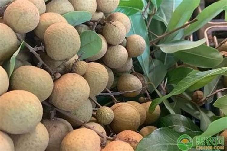 油枯不发酵可以直接当肥料吗